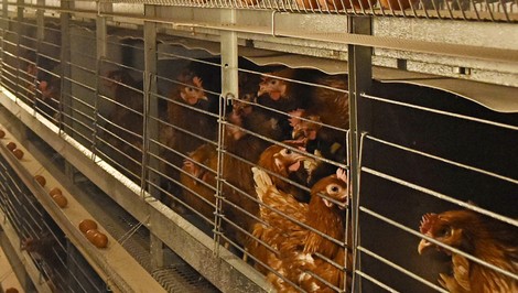 Na Kysuciach zaznamenali pseudomor hydiny v súkromnom drobnochove