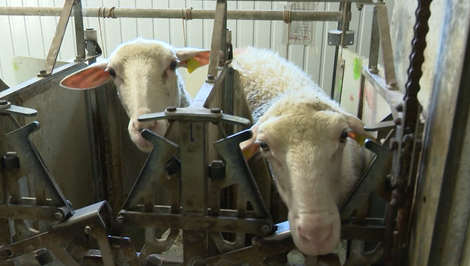 Inžinierka a právnička vymenili kanceláriu a súdnu sieň za farmu