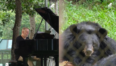 Medvede mali vlastný koncert. Niektoré si ľahli do trávy a počúvali celú hodinu
