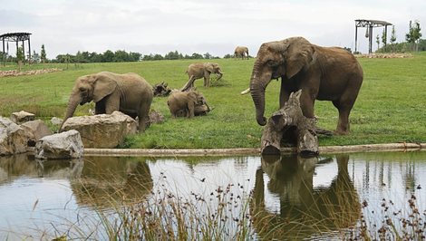 Tragický incident v Zlínskej zoo: Slon Jack usmrtil 29-ročnú samicu Ulu