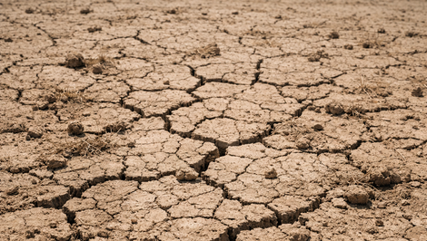 Sucho zasiahlo veľkú časť Slovenska. Vinohrady aj polia trpia, dážď je v nedohľadne