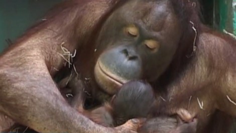 Útek pred ohňom: Orangutaniu matku s mláďaťom zachránili pred plameňmi