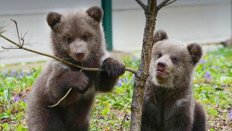 Osirelé medvieďatká dostali krásne MENÁ