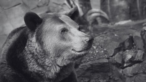 ZOO Bratislava smúti: Po 30 rokoch museli utratiť jediného medveďa Felixa