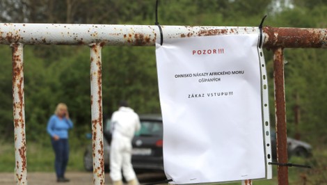 Africký mor ošípaných zasiahol obec Lovča: V okrese vyhlásili mimoriadnu situáciu