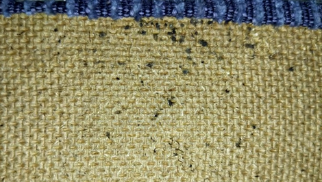 Ploštice na internátoch: Študenti hlásia opakované výskyty aj po deratizácii