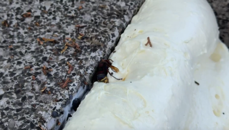 Senior išiel upratať hrob, domov sa už nevrátil. Napadli ho sršne