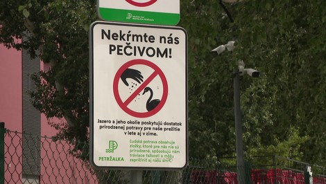 Smutný osud labutích mláďat vyliahnutých na Draždiaku: Zo šiestich neprežilo ani jedno
