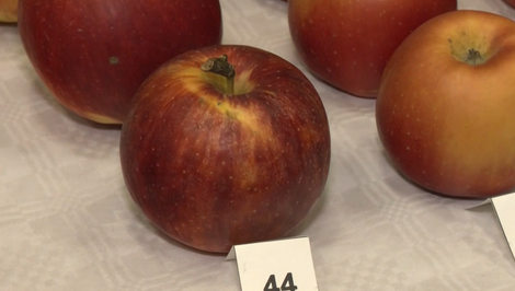 Jablkové novinky z rôznych kútov sveta testovali záhradkári pri Vrábľoch
