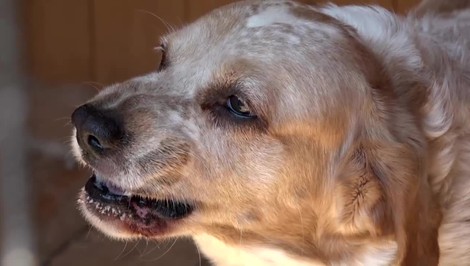 Pes pohryzol malé dieťa do tváre. Do nemocnice ho previezli vrtuľníkom