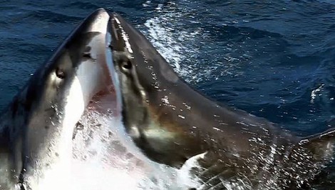 VIDEO: Rybár ulovil obrovského žraloka. Pozrite sa, čo z neho vyliezlo