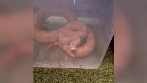 Kuriózny zásah: Pytón ušiel z terária, vystrašená žena volala hasičov