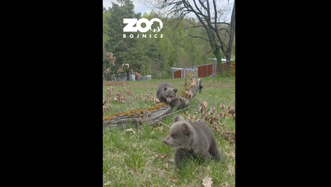 Medvieďatá v ZOO Bojnice už majú mená. Pozrite si, ako ich pomenovali