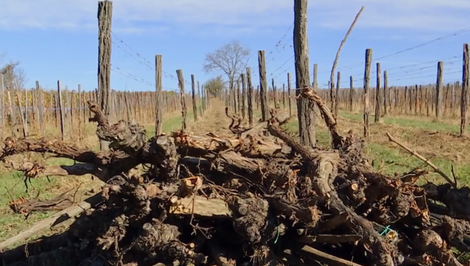 Vinohrady v ohrození: Nákaza útočí a štát zvažuje tvrdé riešenia