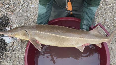 Štát investuje milióny do ochrany jesetera, no ničí ich zákonom chránený kormorán