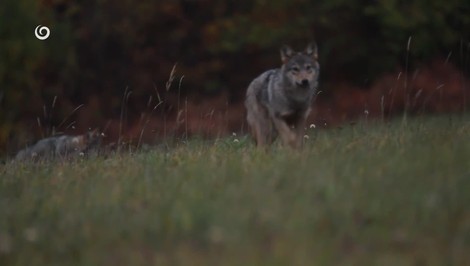 Prírodné divadlo pod oknami poľovníka: V slovenskej obci sa odohral boj vlka s jelenicou