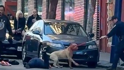 Pitbull zaútočil na ženu priamo na ulici. Skončila v kritickom stave