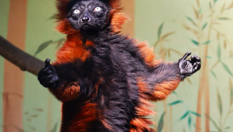 V bojnickej zoo ušiel lemur z výbehu. Komentáre zaplavili vtipné referencie na rozprávku