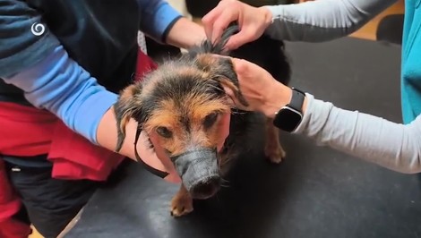 Policajti priviezli do útulku týraného psíka. V tele mal sedem diaboliek