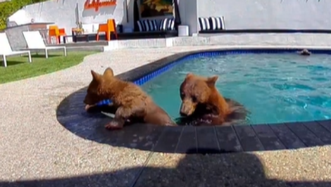 Z bazéna sa stal medvedí aquapark: Dvojici na záhradu chodí medvedia rodinka