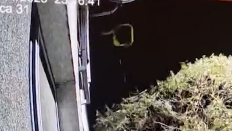 Fekálie visia aj na strome. Chlap vylieva z balkóna výkaly rovno pred bytovku a susedia sú zúfalí