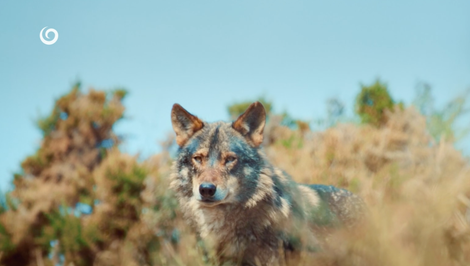Výpravná novinka JOJky mieri do sveta: Wild Return kúpili v Nemecku i Austrálii ešte pred premiérou