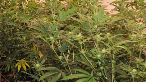Prelomová štúdia: Marihuana nepomáha pri duševných poruchách, naopak, môže ich vyvolať