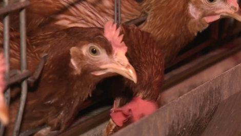 Veterinári potvrdili výskyt vtáčej chrípky na veľkej slepačej farme v regióne Havlíčkův Brod