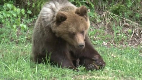 V Banskej Bystrici spozorovali medveďa, mesto varuje obyvateľov