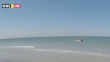 Nechutné konanie turistov. Kamera zachytila, čo urobili mŕtvemu keporkakovi Timmymu