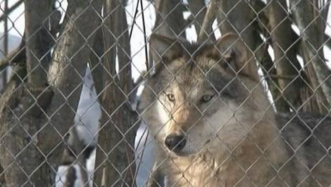 Nezvyčajné stretnutie so šelmou: Ženu pohrýzol vlk