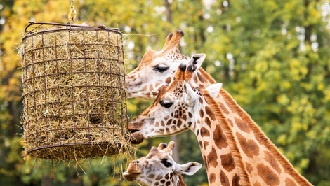 Zoo Ostrava musela nechať utratiť dvojmesačné mláďa žirafy