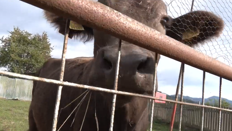 Neobvyklá záľuba martinských hasičov: Vo svojom areáli majú malú ZOO