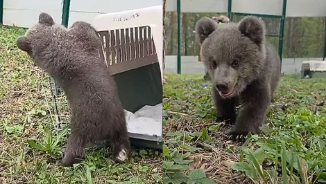 VIDEO: Bojnická ZOO opäť ukázala rozkošné medvedice. Pozrite si ich prvé hravé kroky