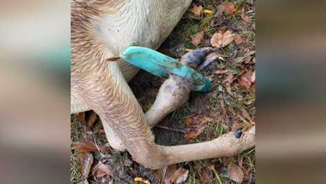 Skládky na Záhorí lákajú zver. Poľovníci varujú pred tragickými následkami