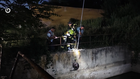 Vysilený bobor bojoval o život v záchytnej jame. Zachránila ho všímavosť detí