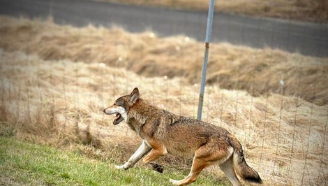 Na diaľnici D1 sa vyskytol vlk, polícia žiada zvýšiť opatrnosť