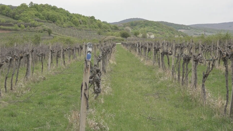 Tichý zabijak viniča: Choroba sa šíri z opustených viníc