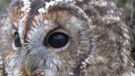 Kuriózny zásah hasičov: V komíne rodinného domu uviazla sova