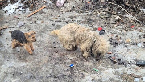 Inšpektori zasahovali po náleze uhynutého psa. Z osady vzali ďalších šesť a tri šteniatka