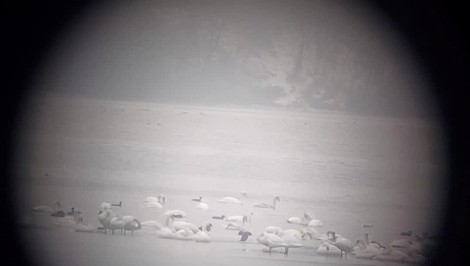 Slovensko sčítava zimujúcich vtákov: V teréne pomáha 300 ornitológov