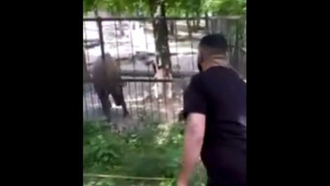 Návštevník v Zoo Brno napadol vzácne zviera: Video vyvolalo pobúrenie