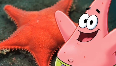 Na dne oceánu objavili 57 nových druhov. Jeden vyzerá ako Patrick zo SpongeBoba