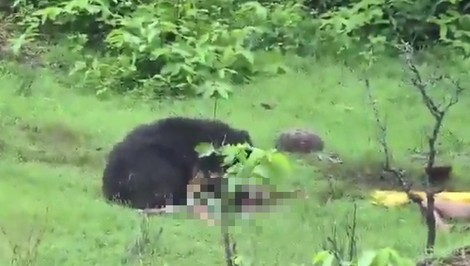 Medvedica zaútočila na súrodencov na poli. Dvaja zomreli, tretí bojuje o život