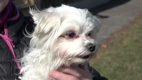 Mestské kamery odhalili zlodejov psa, zmiznutú sučku schovali v igelitke