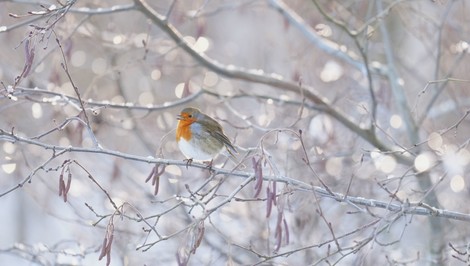 Slovensko zasiahlo prvé výdatné sneženie. SHMÚ vydáva výstrahy