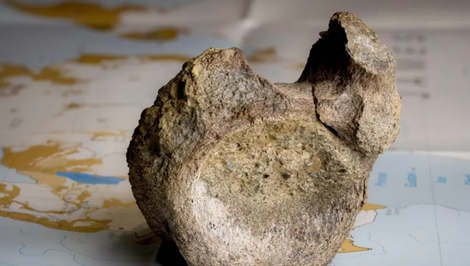 Zabudnutá kosť v zásuvke odhalila prvého dinosaura objaveného v Antarktíde