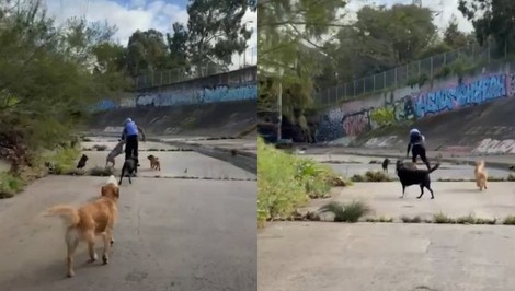 Vybral si zlé obete: Muž chcel napadnúť dve ženy, no ich osem psov ho zahnalo na útek