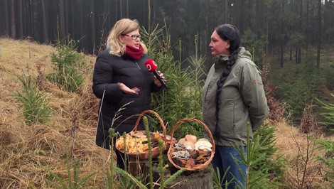 Zimné hubárčenie nie je mýtus: Plné košíky húb aj počas mrazivých dní