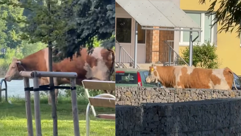 VIDEO: Ľudia neverili vlastným očiam. Po košickom sídlisku pobehovala krava